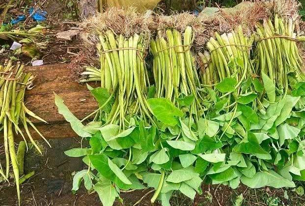 গোলাপগঞ্জে 'মুড়া কচু' চাষ করে লাভবান কৃষকরা